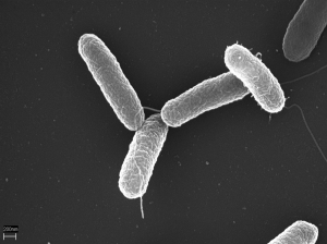 Salmonella-Bacteria-Steamers-Carpet-Care