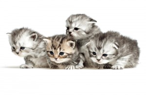 cute-kittens-litter-box-training-steamers-carpet-care