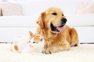 dog-cat-carpet-steamers-carpet-care