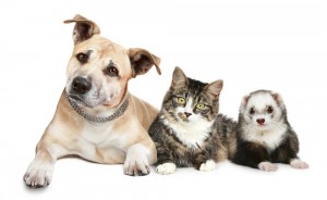 Having a horrible smell or stain as a result of a pet's accident cannot always be attributed to the 'usual suspects'.  