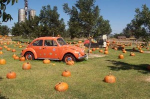 Pumpkin patch in Texas.