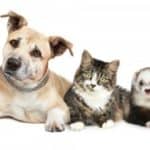 Animal Odors: Past Pets Leaving Present Issues