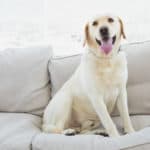 Pet Odor Removal: Because your Dog is a Couch Potato
