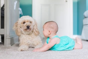 carpet cleaning, pet odor removal