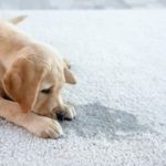 Carpet Cleaning Services for Fluffy and Fido: Pet Odor Dilemmas